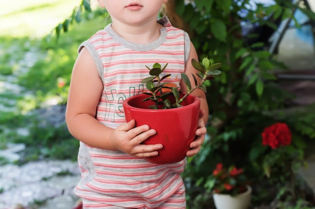 Bambino trapianta piante di albero dei soldi. Crassula ovata, pianta di giada, pianta della fortuna, pianta del denaro in vasi multicolori.