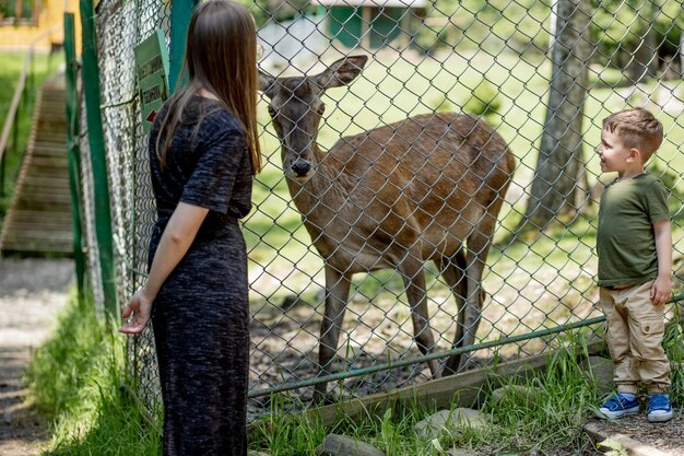 Bambino vicino a cervi selvatici allo zoo Ragazzino che guarda il piccolo cervo nel parco