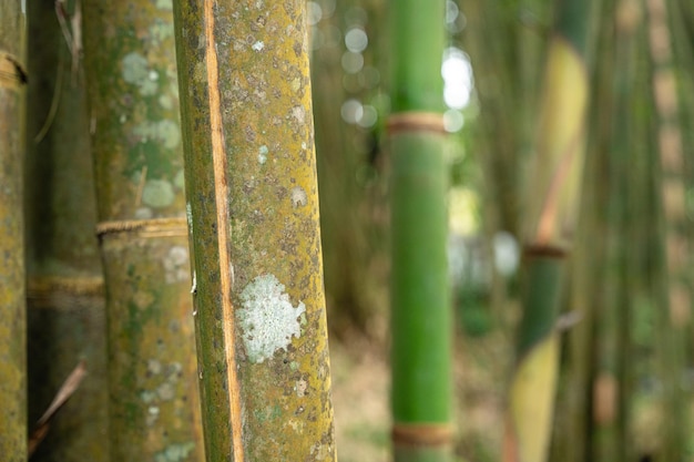 Bamboo Garden e Bamboo Forest Path a Berastagi - North Sumatra