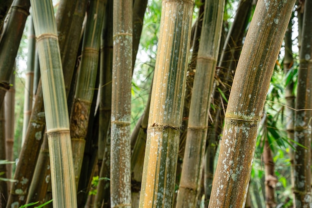 Bamboo Garden e Bamboo Forest Path a Berastagi - North Sumatra