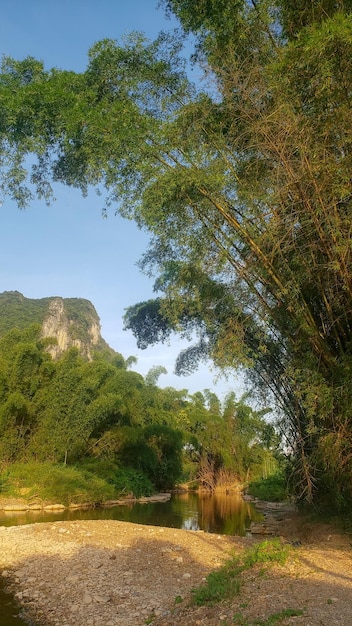 Bambù invaso vicino al fiume in Cina