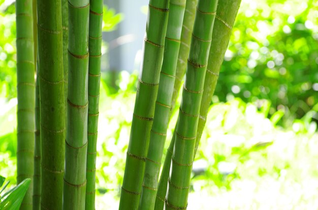 Bambù isolato su un verde