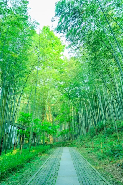 Bambù tranquillo china forest japan