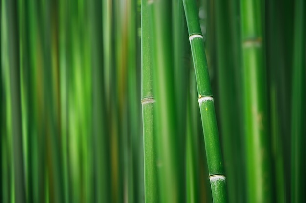 Bambù verde nella foresta. Immagine macro, messa a fuoco selettiva. Sfondo verde sfocato della natura.