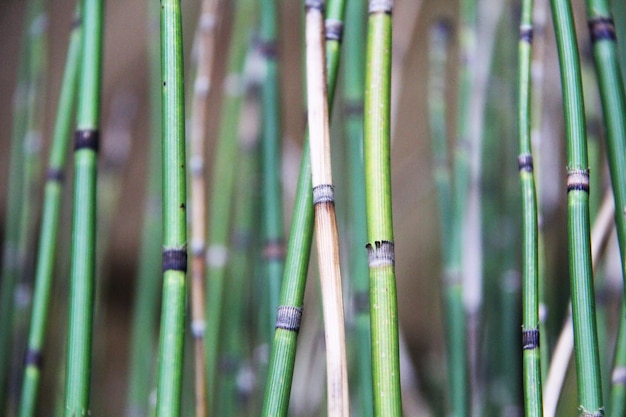 bambù verde