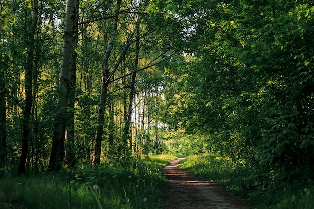 Bambù verdi del tunnel Natura reale, foresta verde.