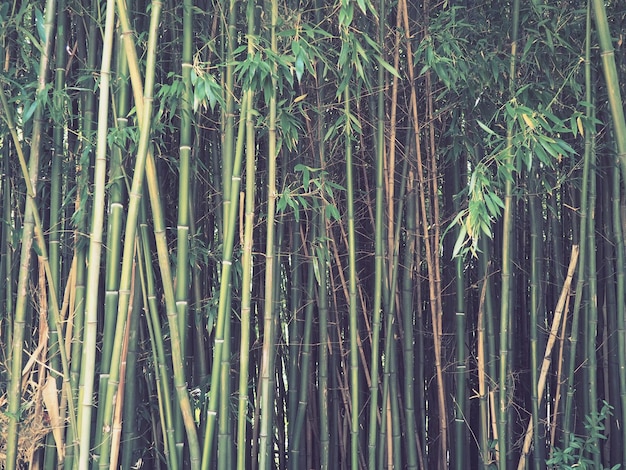 Bambusa bambù perenni sempreverdi nella famiglia dei cereali delle Poaceae Gambi legnosi di paglia di bambù