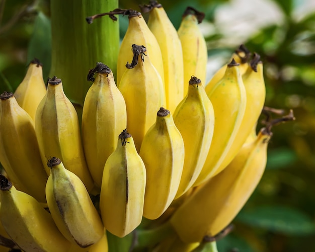 Banana coltivata vera natura.