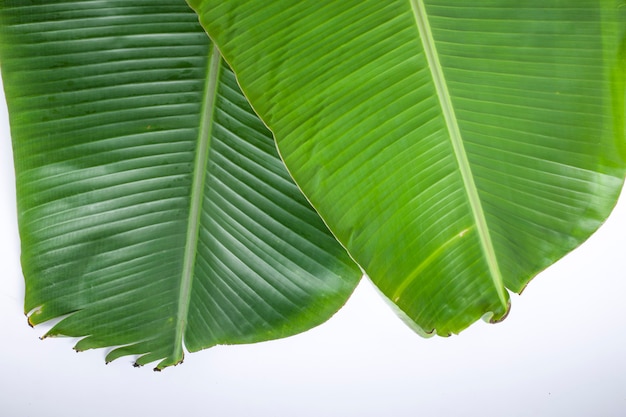 Banana leaffresh verde tenero foglia di banana texture di sfondo