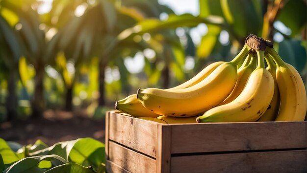 banana matura in una scatola di legno in natura