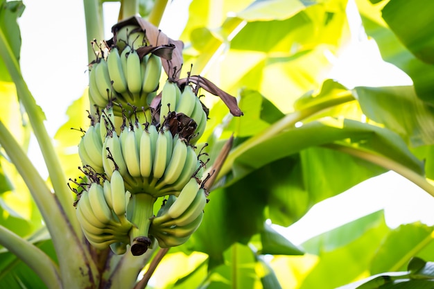 Banana nel giardino, copia spazio.