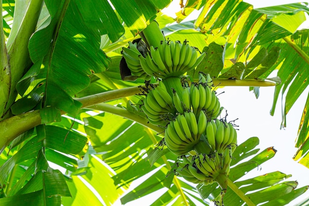 banana sull'albero, banana verde sull'albero nella frutta tropicale del giardino del frutteto