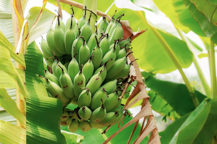 Banana sull&#39;albero e foglie secche.