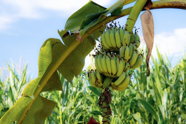 Banana sull'albero in azienda agricola.