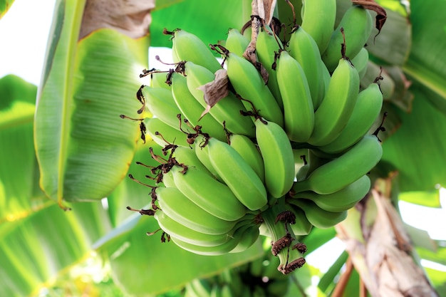 Banana sull&#39;albero in una fattoria.