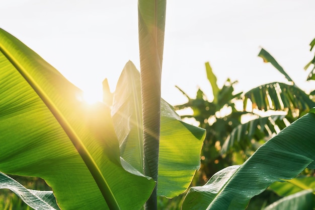 Banana Tree, Banana Planter Foglie con luce solare che splende attraverso