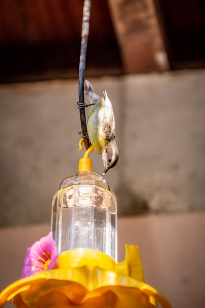 Bananaquits (Coereba Flaveola) AKA Cambacica che si alimenta su un alimentatore in campagna del Brasile