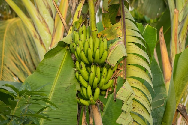 banane ancora sull&#39;albero