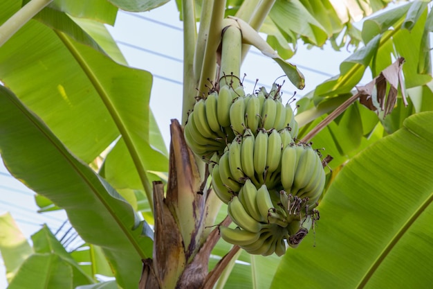 Banane crude appese al banano, messa a fuoco selettiva.