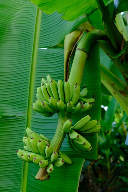 banane crude del dito della signora che appendono sul tronco dell'albero di banana. cultivar diploidi di Musa acuminata