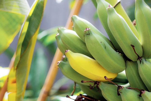 Banane crude e mature in fattoria