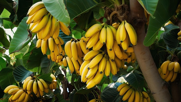 Banane gialle sull'albero