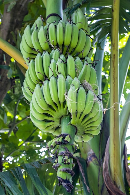 Banane verdi crude fresche che appendono sulla fine dell'albero in su