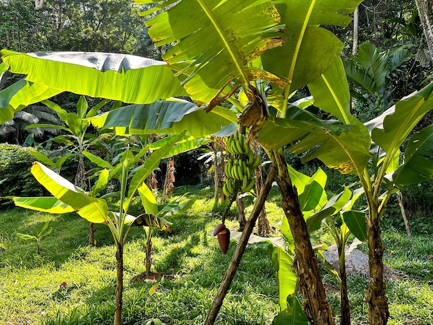 Banano con frutti verdi e fiori