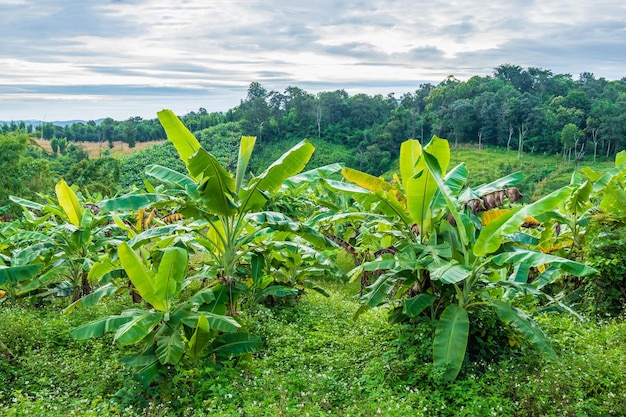 Banano e paesaggio naturale