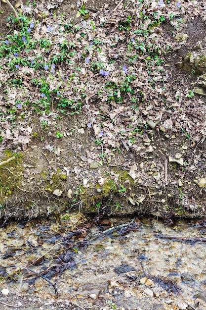 Banca del torrente nel burrone in primavera