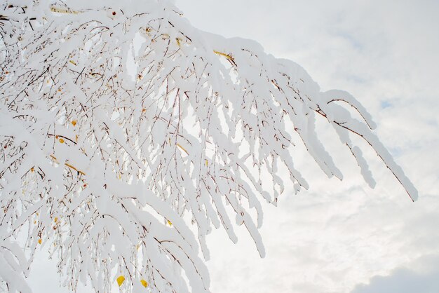 Banchetti di betulla ricoperti dalla neve dopo la bufera di neve invernale