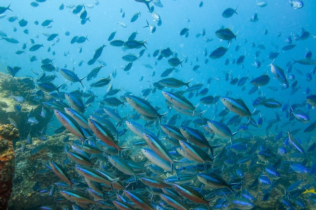 Banco di pesci fucilieri satriati nel mare