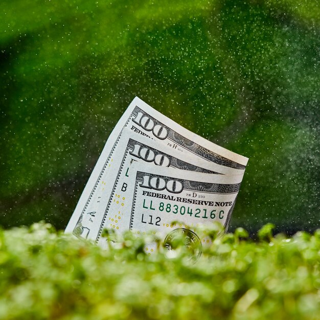 Banconota del dollaro americano su fondo verde naturale.