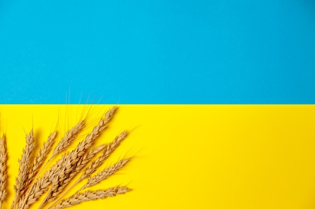 Bandiera dell'Ucraina con spighe di grano Brillanti colori blu e gialli Closeup di spighette di grano