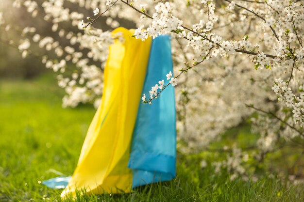 Bandiera dell'ucraina in un albero fiorito nel giardino in primavera. Simboli patriottici ucraini, colori della bandiera. Concetto di indipendenza e libertà.