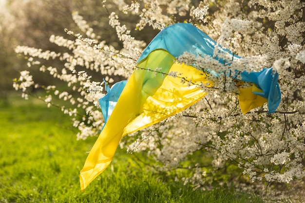 Bandiera dell'ucraina in un albero fiorito nel giardino in primavera. Simboli patriottici ucraini, colori della bandiera. Concetto di indipendenza e libertà.