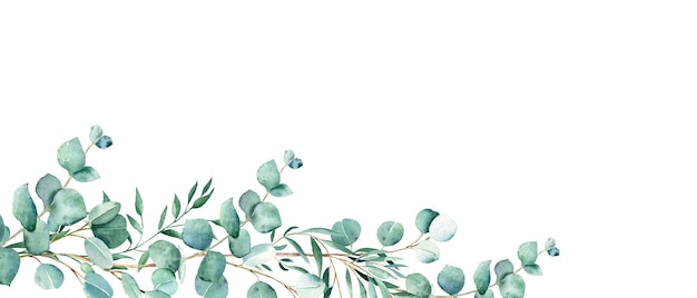 Bandiera floreale dell'acquerello verde eucalipto e rami di pistacchio isolati su sfondo bianco rustico
