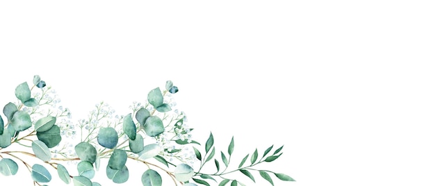 Bandiera floreale dell'acquerello verde pistacchio di eucalipto e rami di gypsophila isolati su bianco
