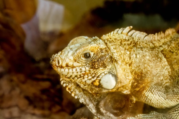 Bandiera lucertola Norops meridionalis allo zoo di Marechal Floriano Espirito Santo stato 12 febbraio 2023