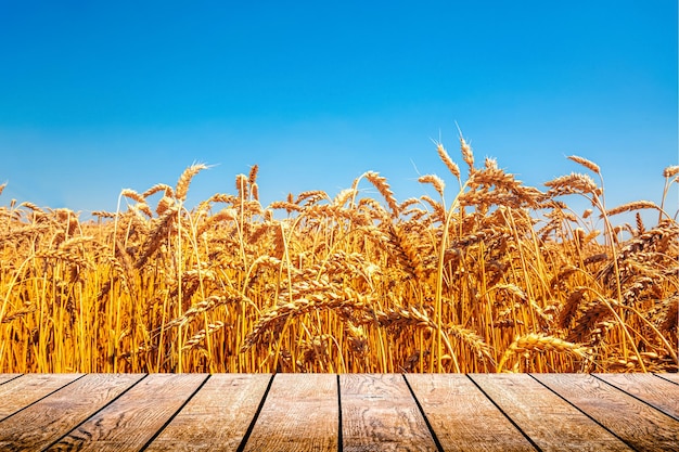 Bandiera ucraina naturale con grano e cielo