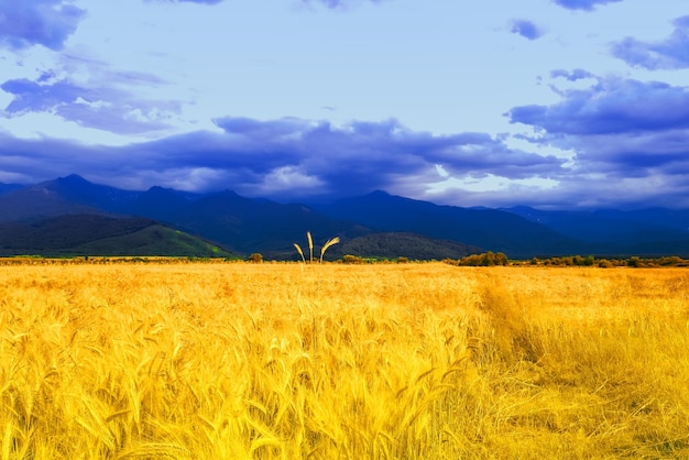 Bandiera ucraina Vista pittoresca del paesaggio montano con campo di grano giallo sotto il cielo blu