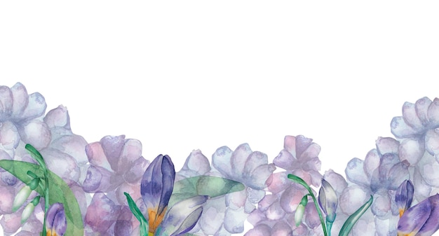Bandiera viola dell'acquerello dei fiori di primavera isolata su bianco