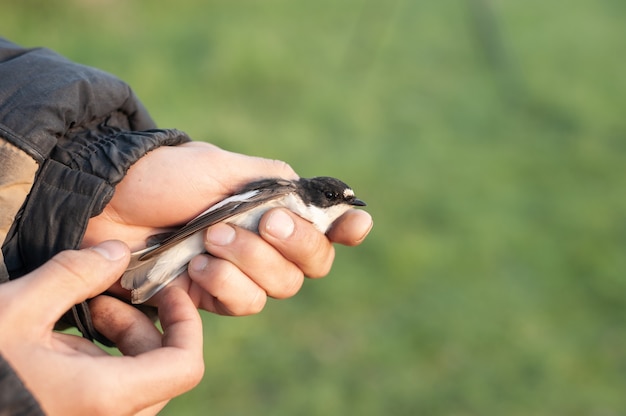 Banding degli uccelli da parte degli ornitologi durante la loro migrazione.