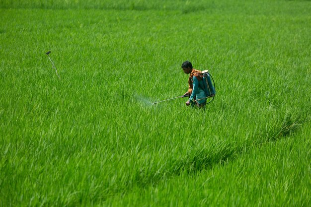 Bangladesh 06 ottobre 2020 Un agricoltore spruzza pesticidi sulla sua risaia verde con una macchina a spruzzo nel distretto di Jessore