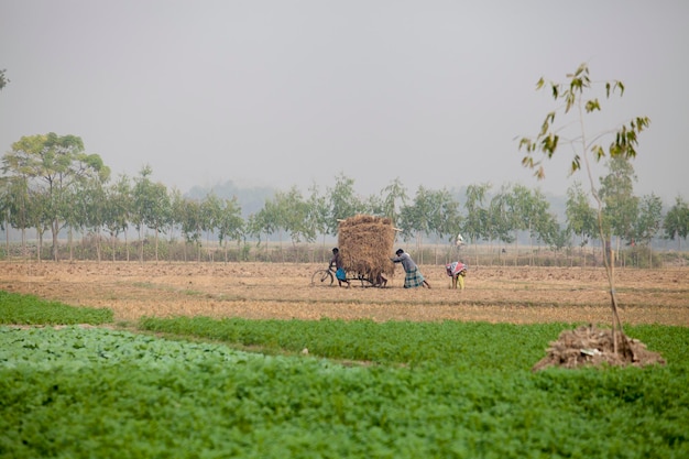 Bangladesh 25 novembre 2014 In inverno sul campo di raccolta delle patate a Thakurgong Bangladesh