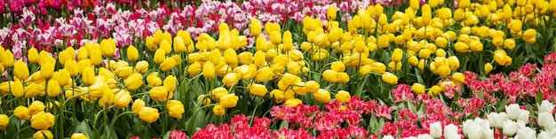 Banner 4x1 per i social network del sito Creste tulipani che fioriscono di diversi colori nei Paesi Bassi