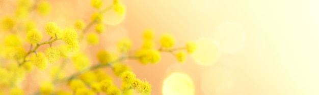 Banner ampio per le vacanze con ramo di mimosa gialla primo piano sul corallo calmante alla moda con bokeh