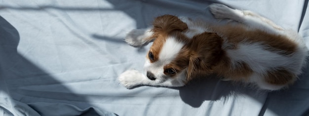 Banner carino cucciolo Cavalier King Charles spaniel Sfondo grigio