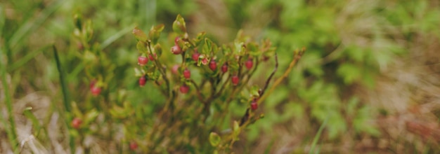 Banner con bacche che crescono nella foresta