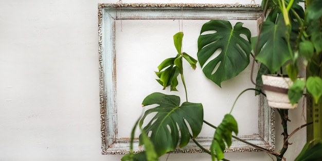 Banner dalla pianta nella foto. Monstera incorniciato su uno spazio di muro bianco con texture primo piano e copia.